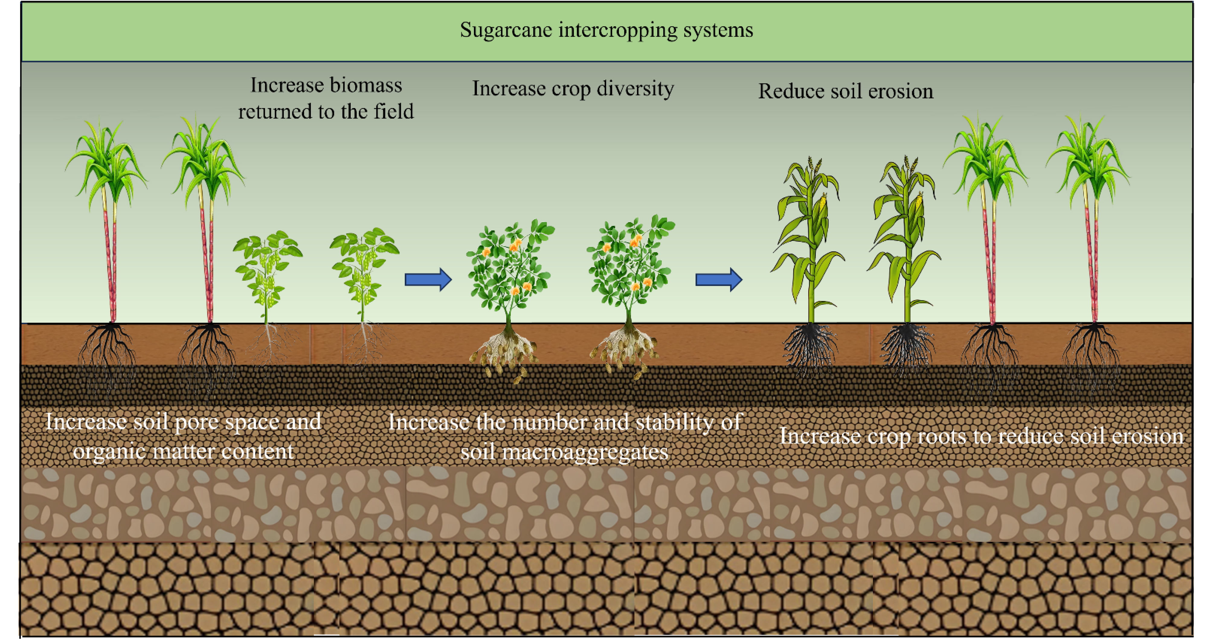 Optimizing soil fertility in southern China: a review of sugarcane