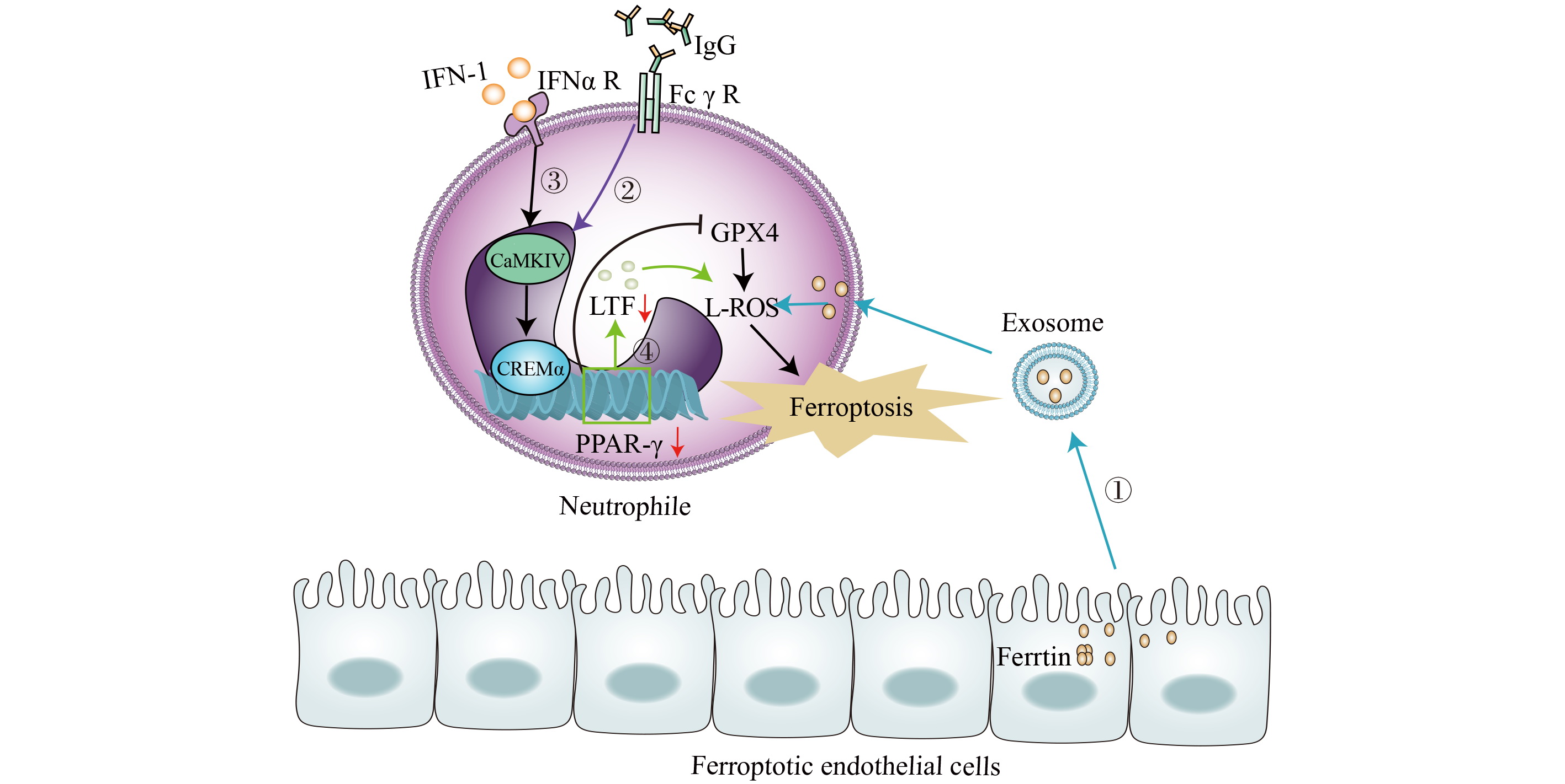 Ferroptosis contributes to immunosuppression
