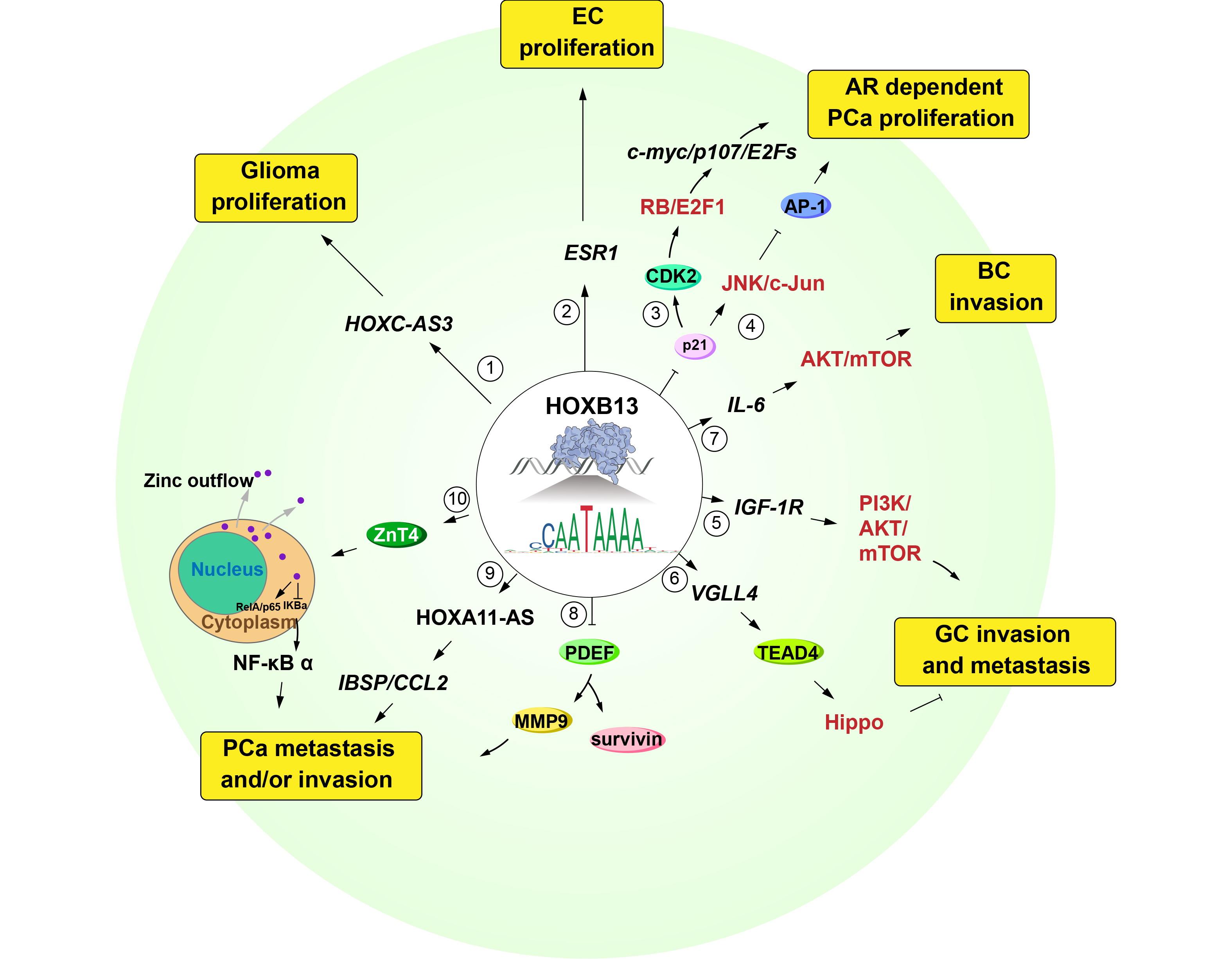 HOXB13 in cancer development: molecular mechanisms and clinical