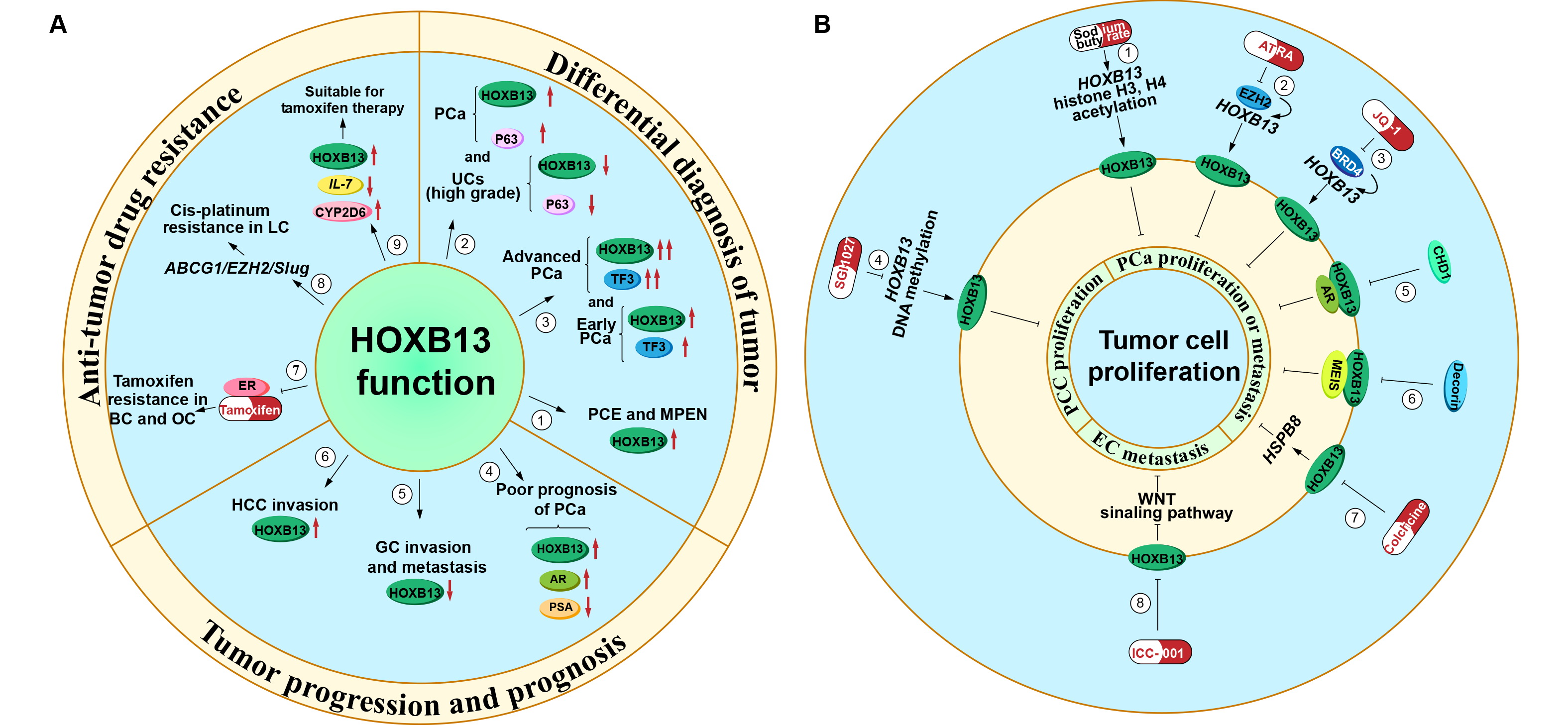 HOXB13 in cancer development: molecular mechanisms and clinical