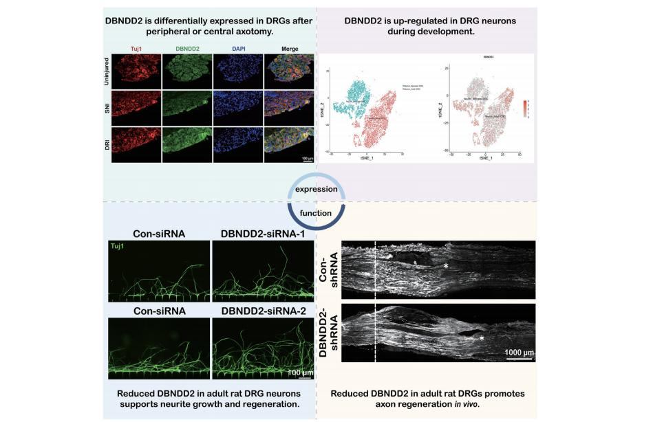 医学11-224-19-4 20250725_01.jpg